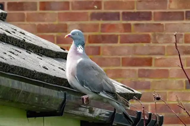 pigeon on gutter