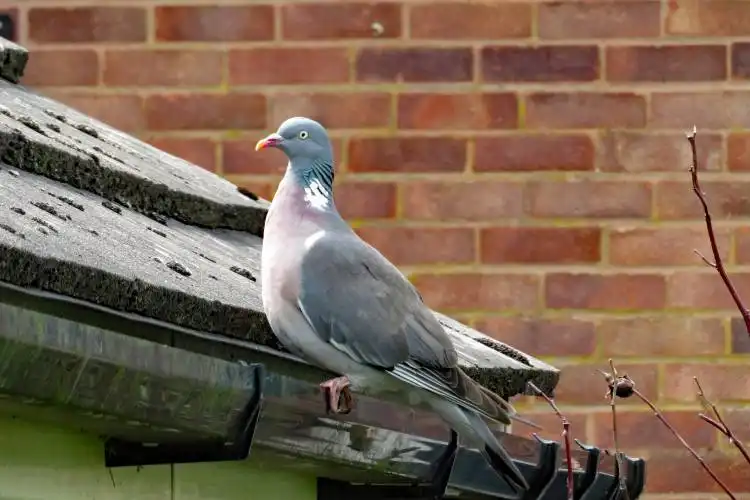 pigeon on gutter
