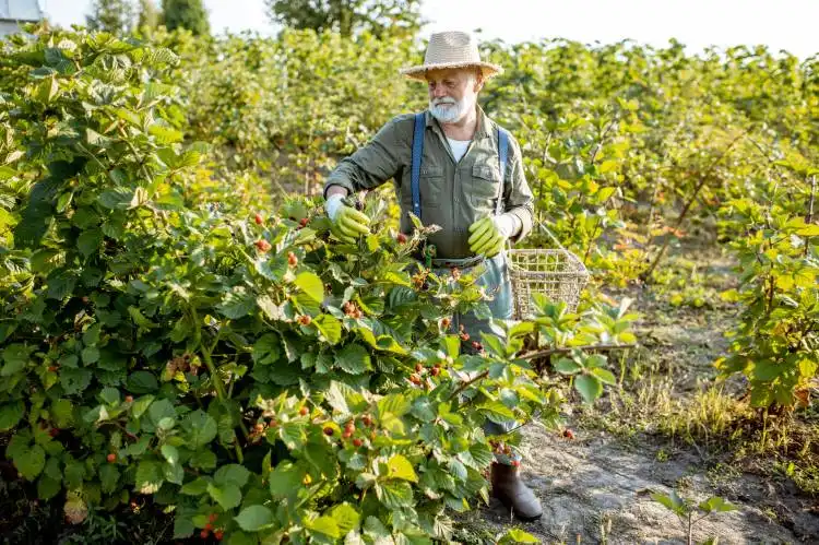 Senior well-dressed man as a gardener collecting blackberries on the beautiful plantation during the sunny evening. Concept o