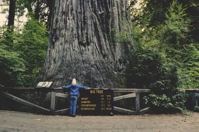 Big Tree Redwood National Park