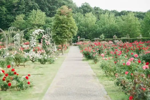 pink and red rose field
