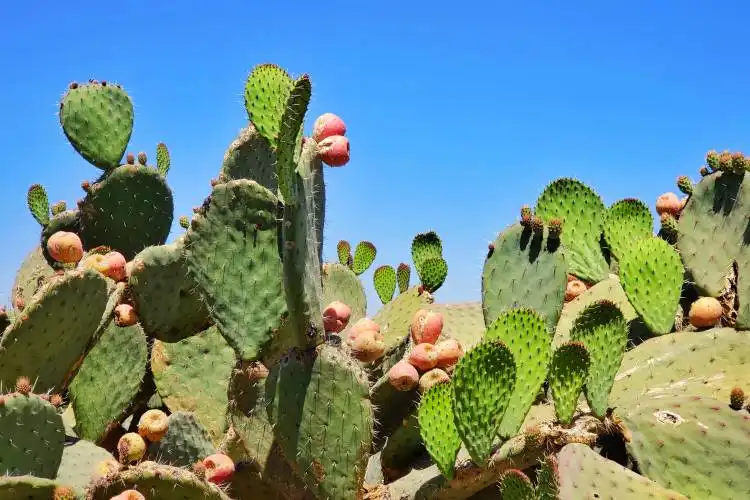 green cactus plants