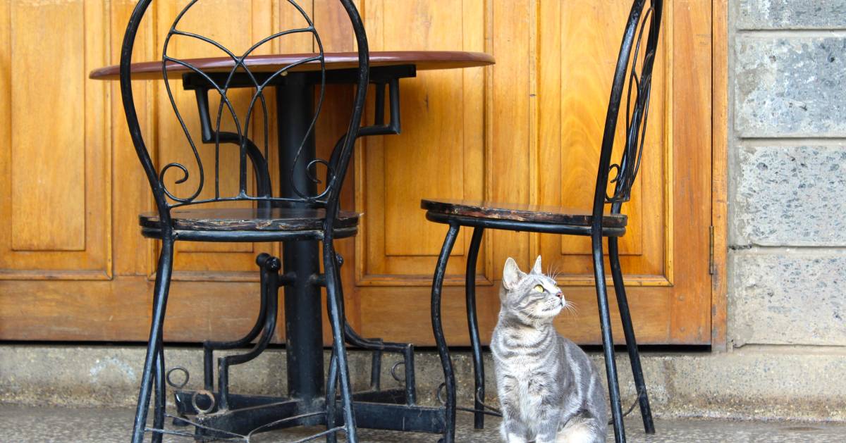 start-a-cat-cafe-business-business-ideas-starter-story