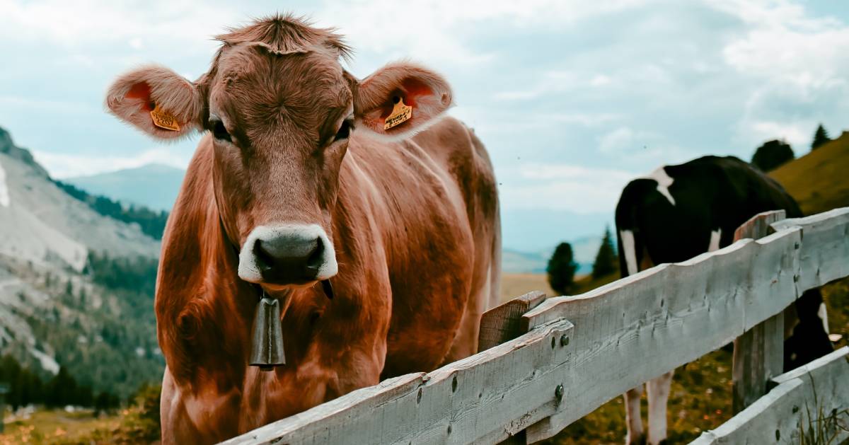 How to Start a Cattle Ranch Business