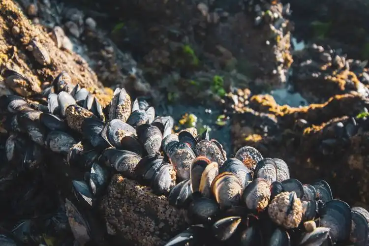 a bunch of clams on a rock near a body of water