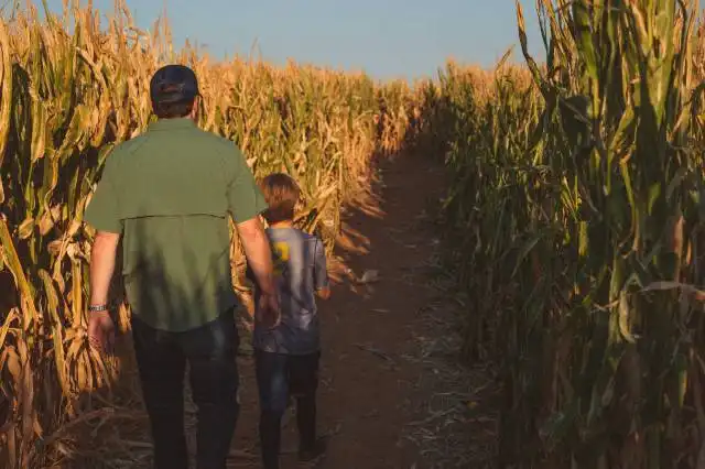 a man and a boy walking through a corn field
