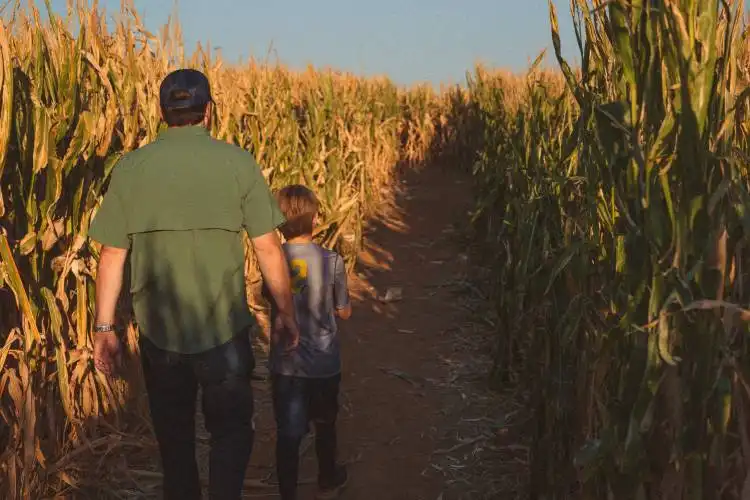a man and a boy walking through a corn field