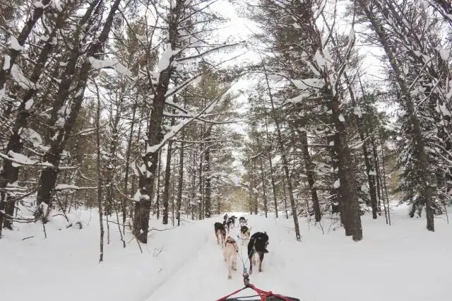 photo of pack of wolf pulling sled
