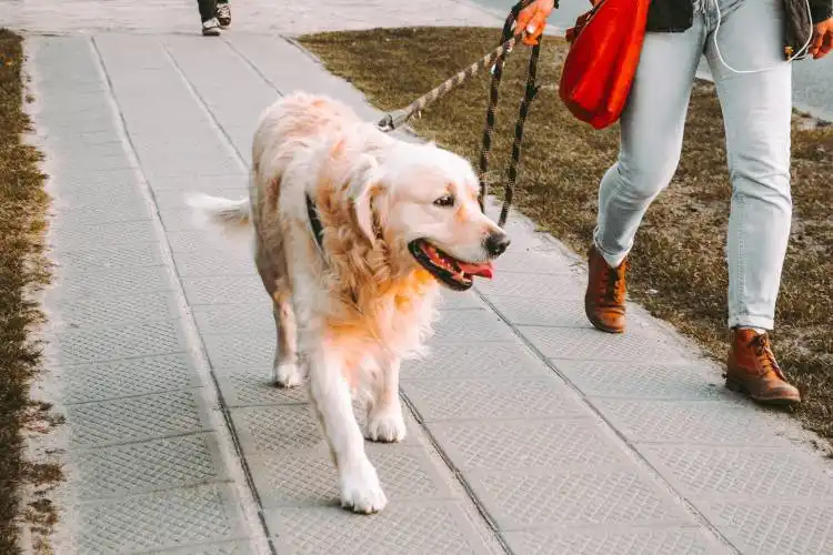 person walking beside Golden retriever on the street