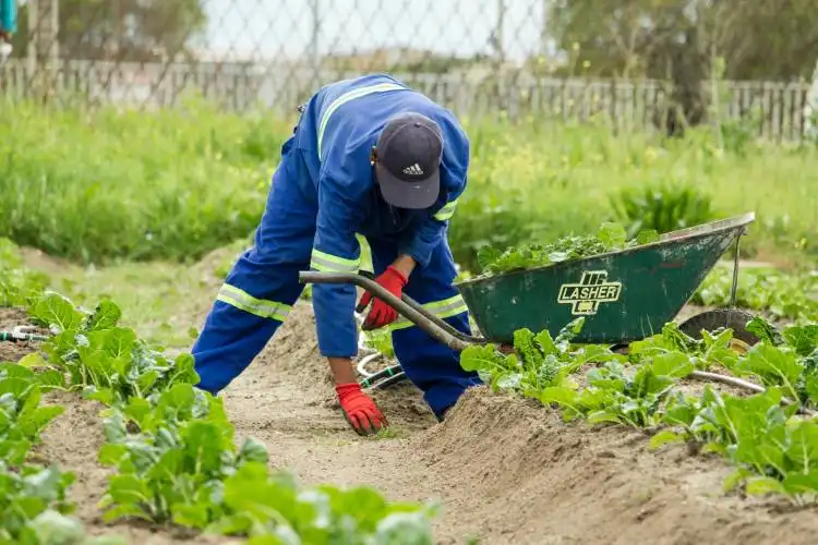 man grabbing a green grass wearing pair of red garden gloves