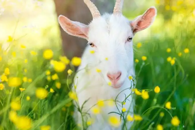 Cute little goat outside on a green meadow on a sunny summer day