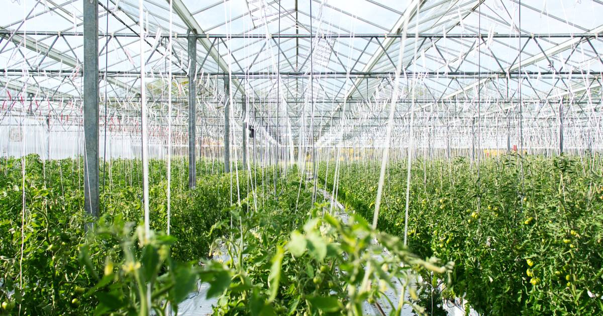 How to Start a Greenhouse Business