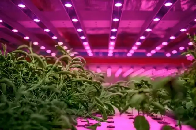 Aquaponic farm, sustainable business and artificial lighting concept.