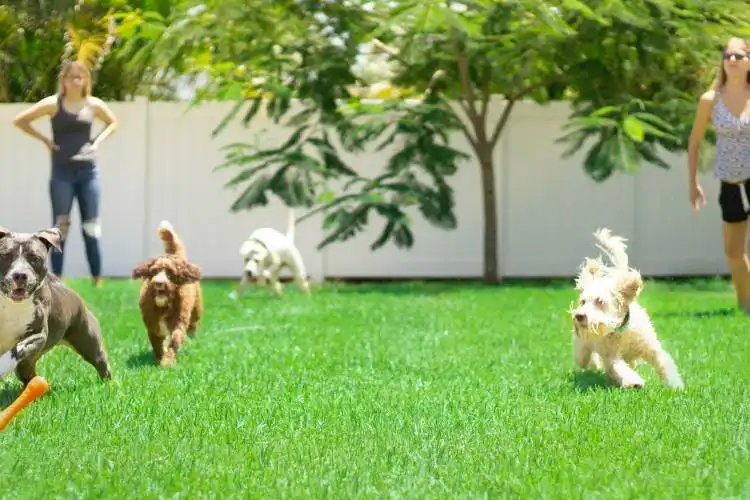 white and brown dogs on green grass field during daytime