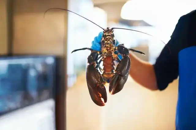 a person holding a lobster in front of a tv