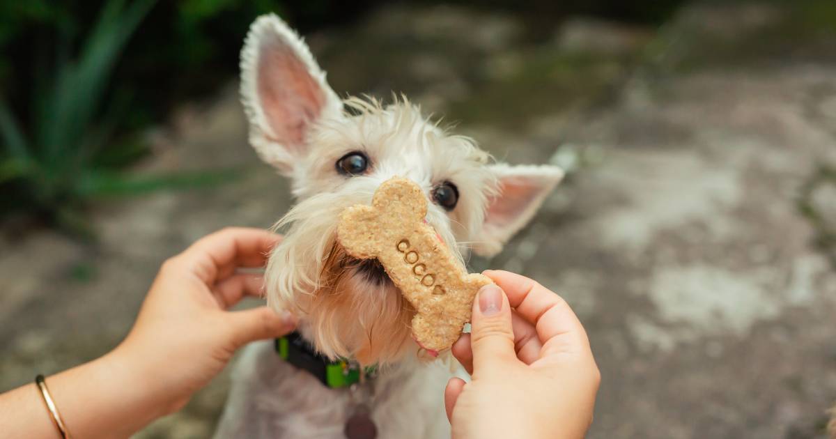How to Start a Pet Bakery