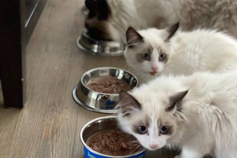white cat beside blue ceramic bowl