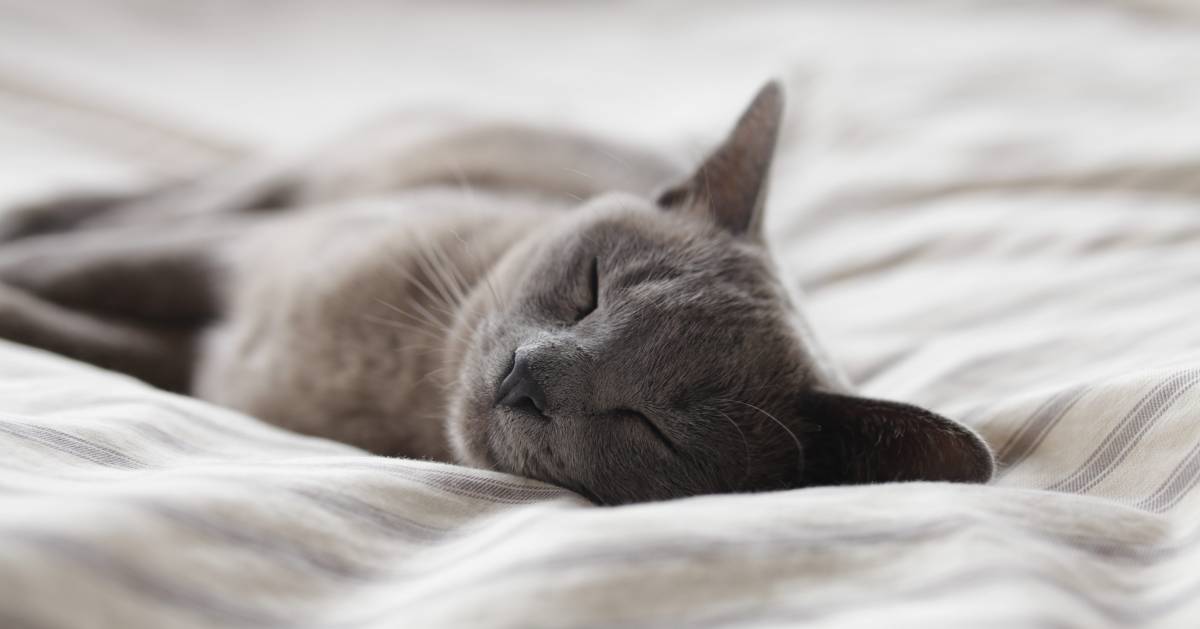 How to Start a Pet Hotel Business