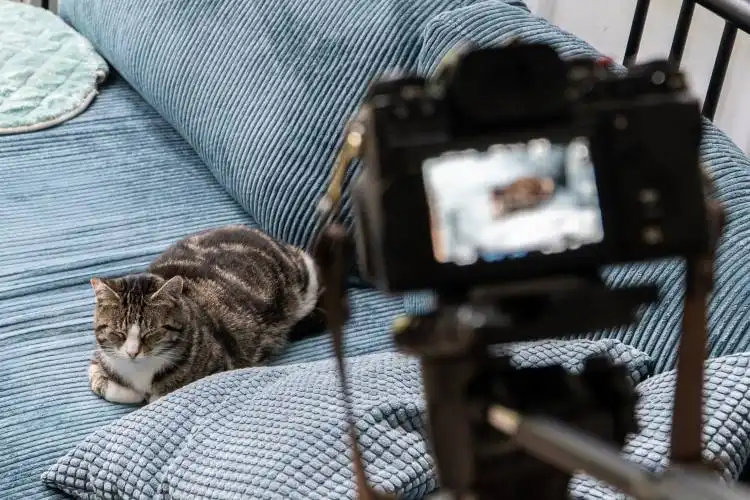 silver tabby cat on blue couch
