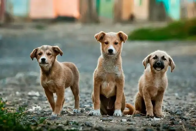 selective focus photography of three brown puppies