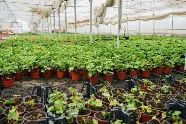 a greenhouse filled with lots of green plants