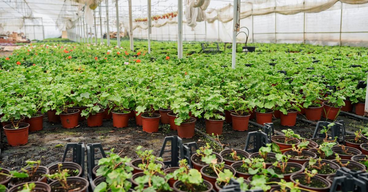 how-to-start-a-plant-nursery