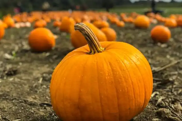 orange pumpkins on gray field near green grassland at daytime selective focus photography