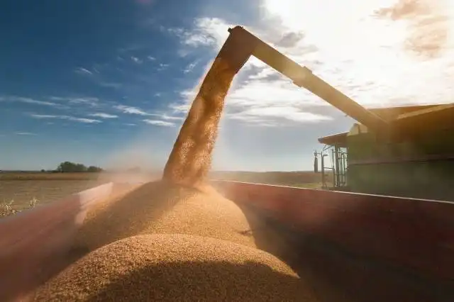 Pouring corn grain into tractor trailer after harvest