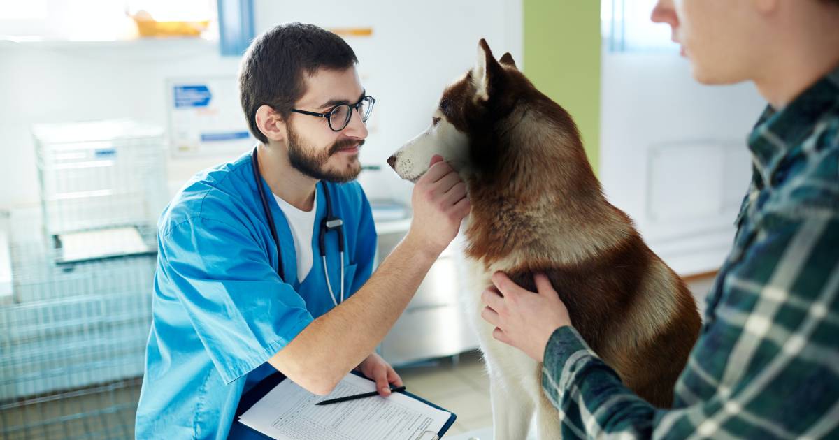 How to Start a Veterinary Practice