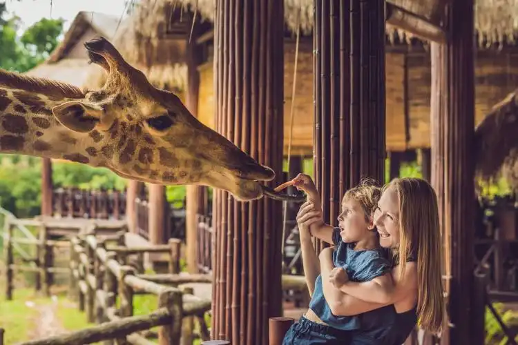 Happy mother and son watching and feeding giraffe in zoo. Happy family having fun with animals safari park on warm summer day