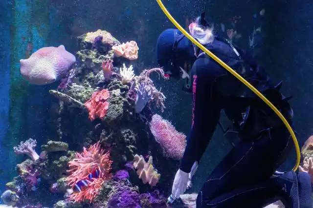 a person in scuba gear underwater