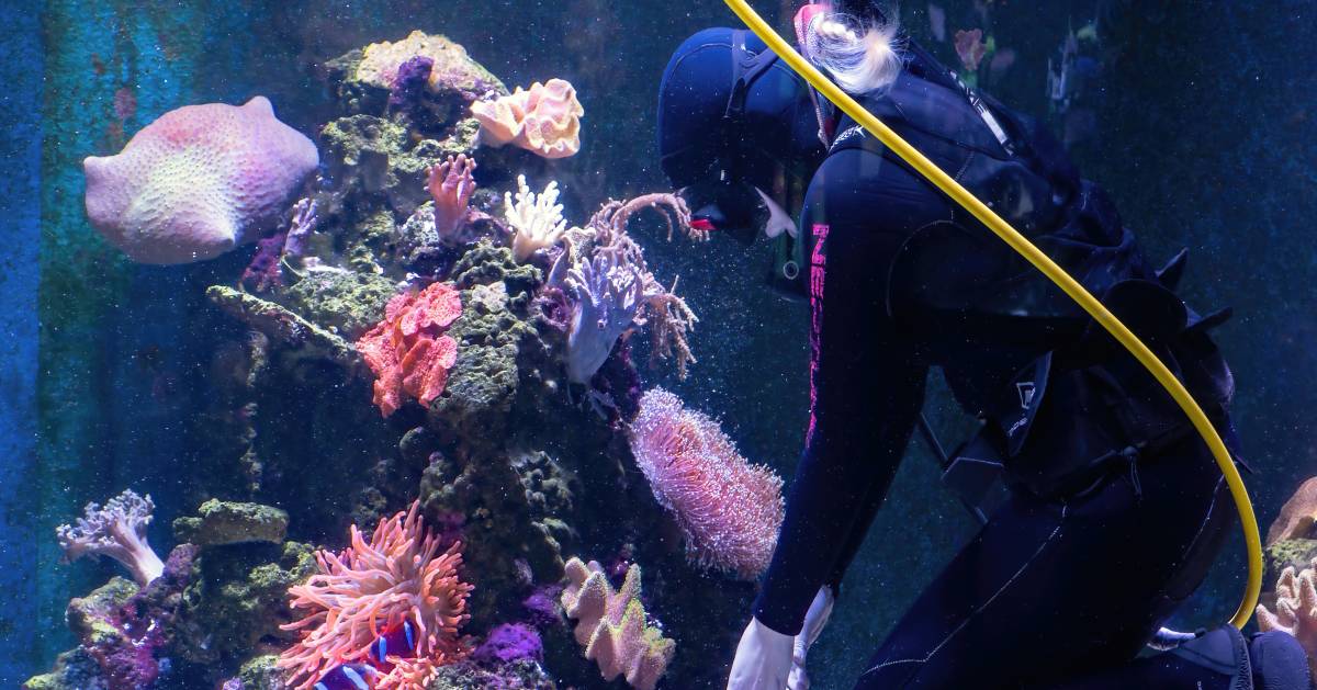 How to Start an Aquarium Maintenance Business - Custom Large Capacity Aquarium Maintenance