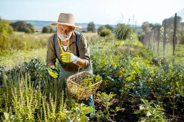 Senior well-dressed man collecting herbs on an organic garden during the sunset outdoors. Concept of growing organic products