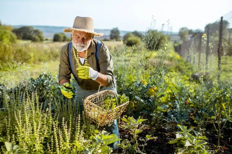 Senior well-dressed man collecting herbs on an organic garden during the sunset outdoors. Concept of growing organic products